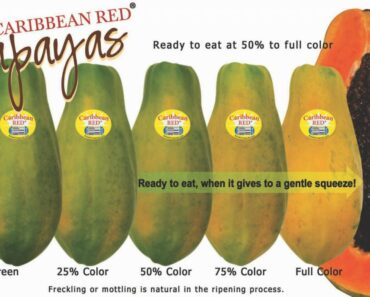 Which is better: Ripe Papaya or Green Papaya?