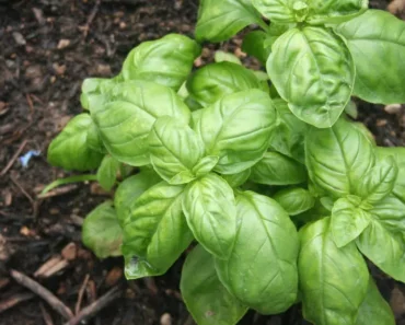 Basil: The Super Herb That Boosts Your Health in Ways You Never Imagined