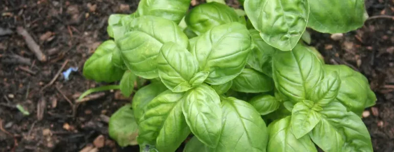 Basil: The Super Herb That Boosts Your Health in Ways You Never Imagined