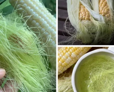 Do Not Throw Away Corn Silk, It Has Many Health Benefits!