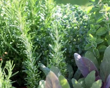 Why You Should Grow Native Herbs in Your Garden