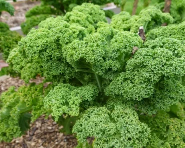 Top 10 Mistakes to Avoid When Growing Kale + Essential Tips for a Healthy Crop