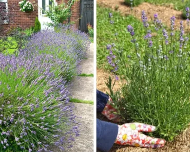 This is Why Everyone Should Plant a Lavender Hedge