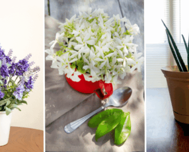 Can’t Sleep? These 5 Bedroom Plants May Help Treat Insomnia and Sleep Apnea Naturally!