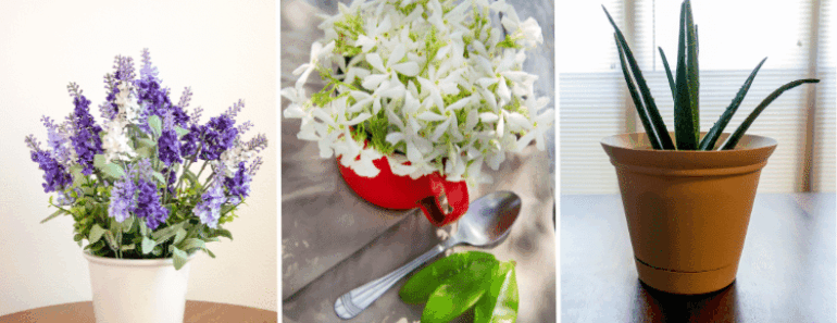 Can’t Sleep? These 5 Bedroom Plants May Help Treat Insomnia and Sleep Apnea Naturally!