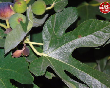 Ditch the Pills? Fig Leaves Might Be the Natural Answer to Diabetes and High Triglycerides!