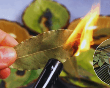 Why People Are Burning Bay Leaves in Their Homes (The Reason Will Surprise You)