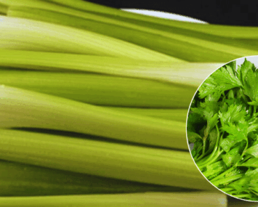 Eat Celery Every Day for a Week and Watch These 14 Amazing Health Benefits Unfold!