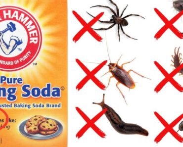 How to Use Baking Soda to Get Rid of Pests – Cockroaches, Ants, Moths, Mice,  etc