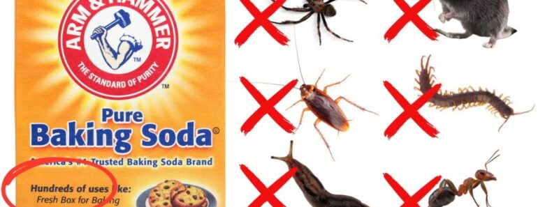 How to Use Baking Soda to Get Rid of Pests – Cockroaches, Ants, Moths, Mice,  etc