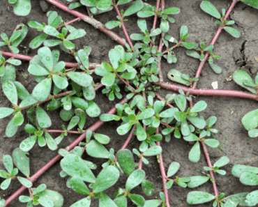 This Plant is Tastier Than Meat! If You See This in Your Garden Don’t Remove It!