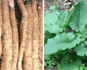 This Forgotten Root Is a Daily Detox Powerhouse – Here’s Why You Need Burdock