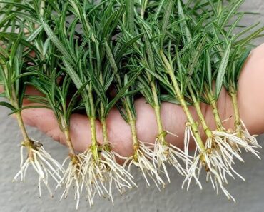How to Grow Rosemary from Cuttings in Water and Transplant Them into Pots