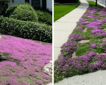 Ditch Your Grass! Why Creeping Thyme Lawns Are Taking Over—and How to Make the Switch for a Stunning, Low-Maintenance Yard