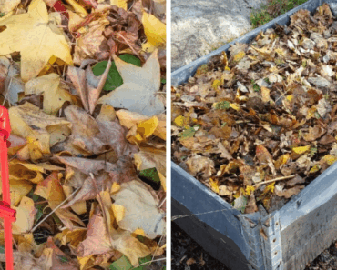 Turn Autumn Leaves into Gardener’s Gold: A Detailed Guide to Making Leaf Mold